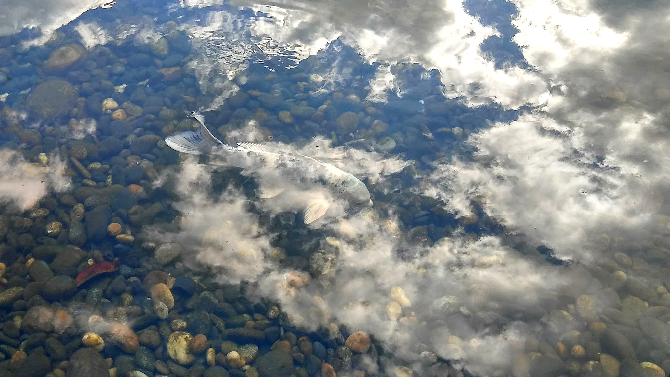  white Koi flying in the clouds
